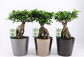 Bonsaj Ficus Microcarpa Ginseng D19 - strom života