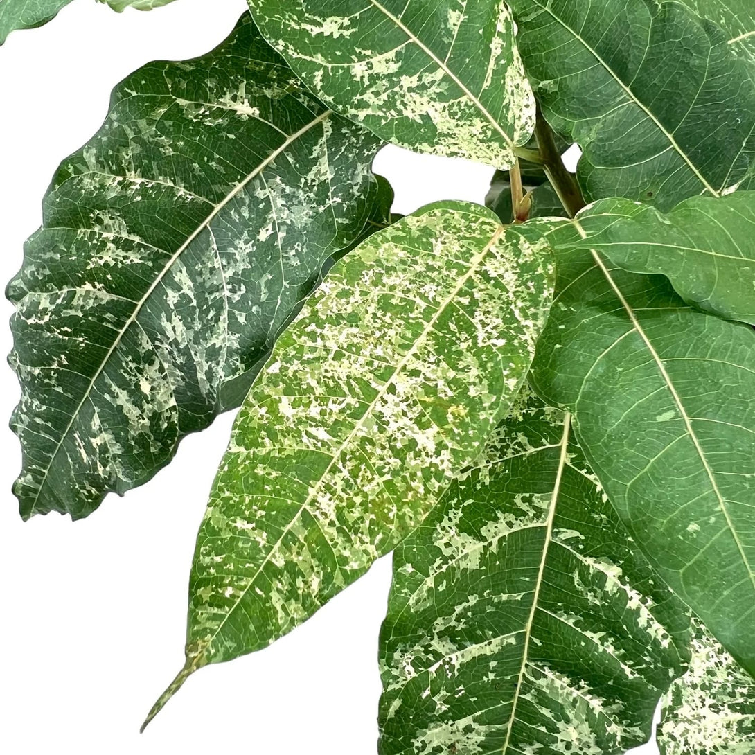 Ficus aspera 'Variegata'