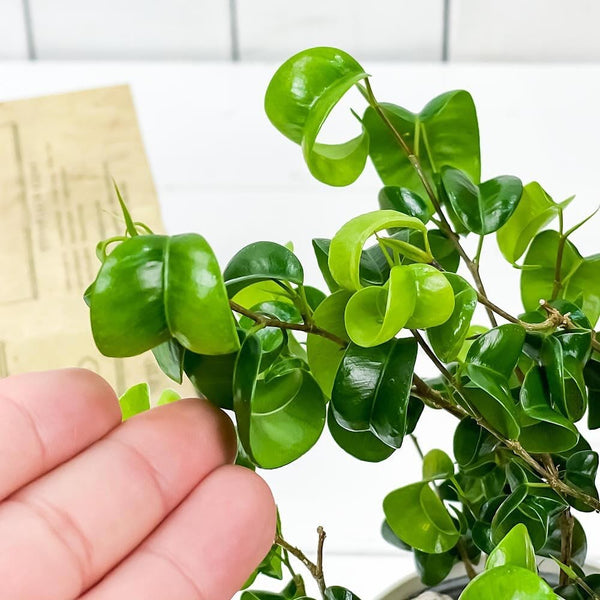 Ficus benjamina 'Barok' (Krauter Ficus, Ficus 'Boucle')