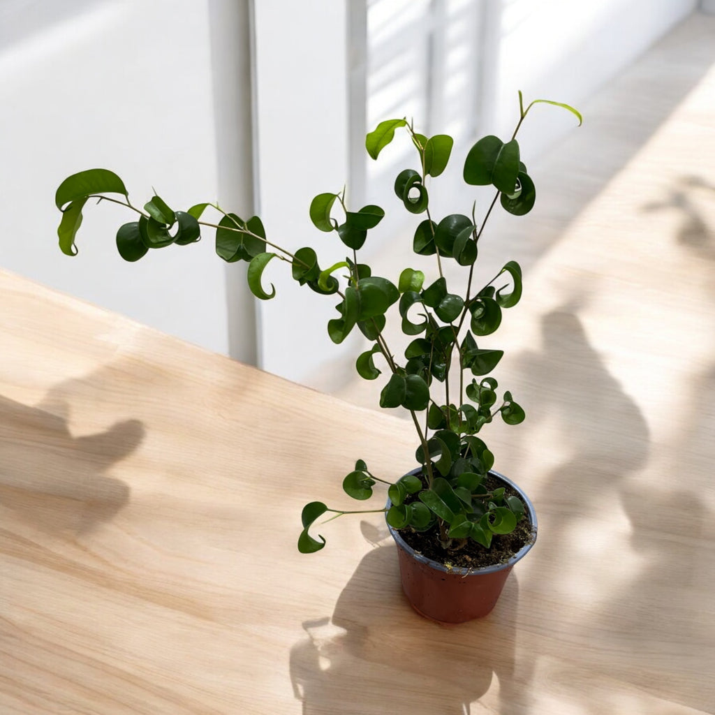 Ficus benjamina 'Barok' (Krulficus, Ficus 'Boucle')