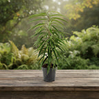 Ficus binnendijkii 'Alii'