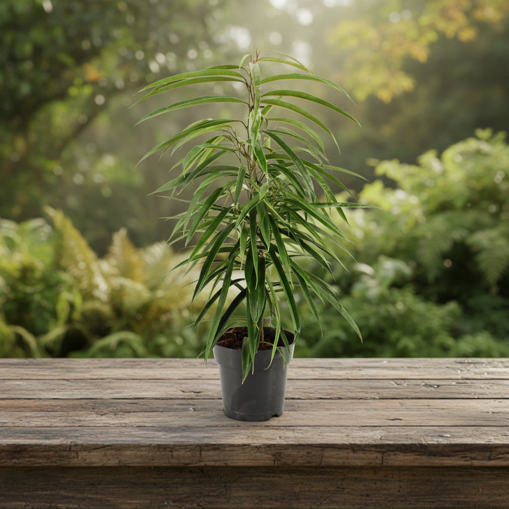 Ficus binnendijkii 'Alii'