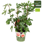 Ficus carica 'Little Miss Figgy'