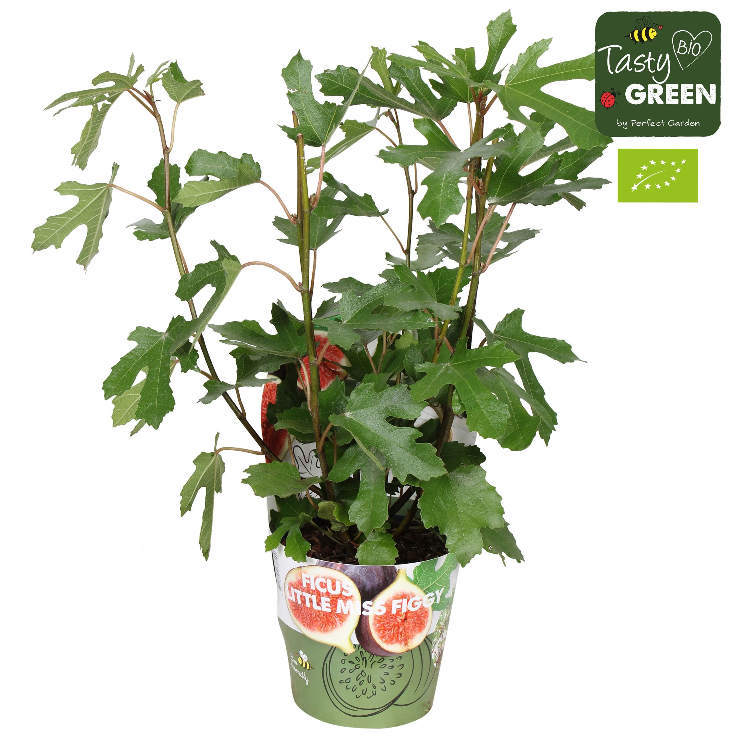 Ficus carica 'Little Miss Figgy'