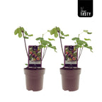 Smochin - Ficus carica 'Brown Turkey' (Hardy Fig) D15