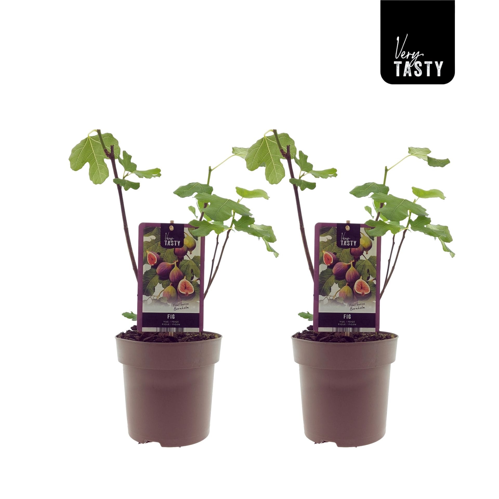 Smochin - Ficus carica 'Brown Turkey' (Kemény füge) D15