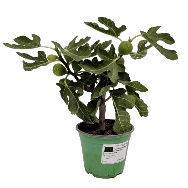 Feige - Ficus carica 'Bornholm' (beständig bis -30°C) - D14