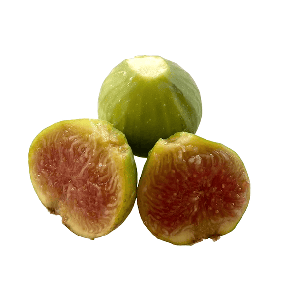 Fig on foot - Ficus carica 'Fiorone' (Fiorone Bianco) - 100 cm