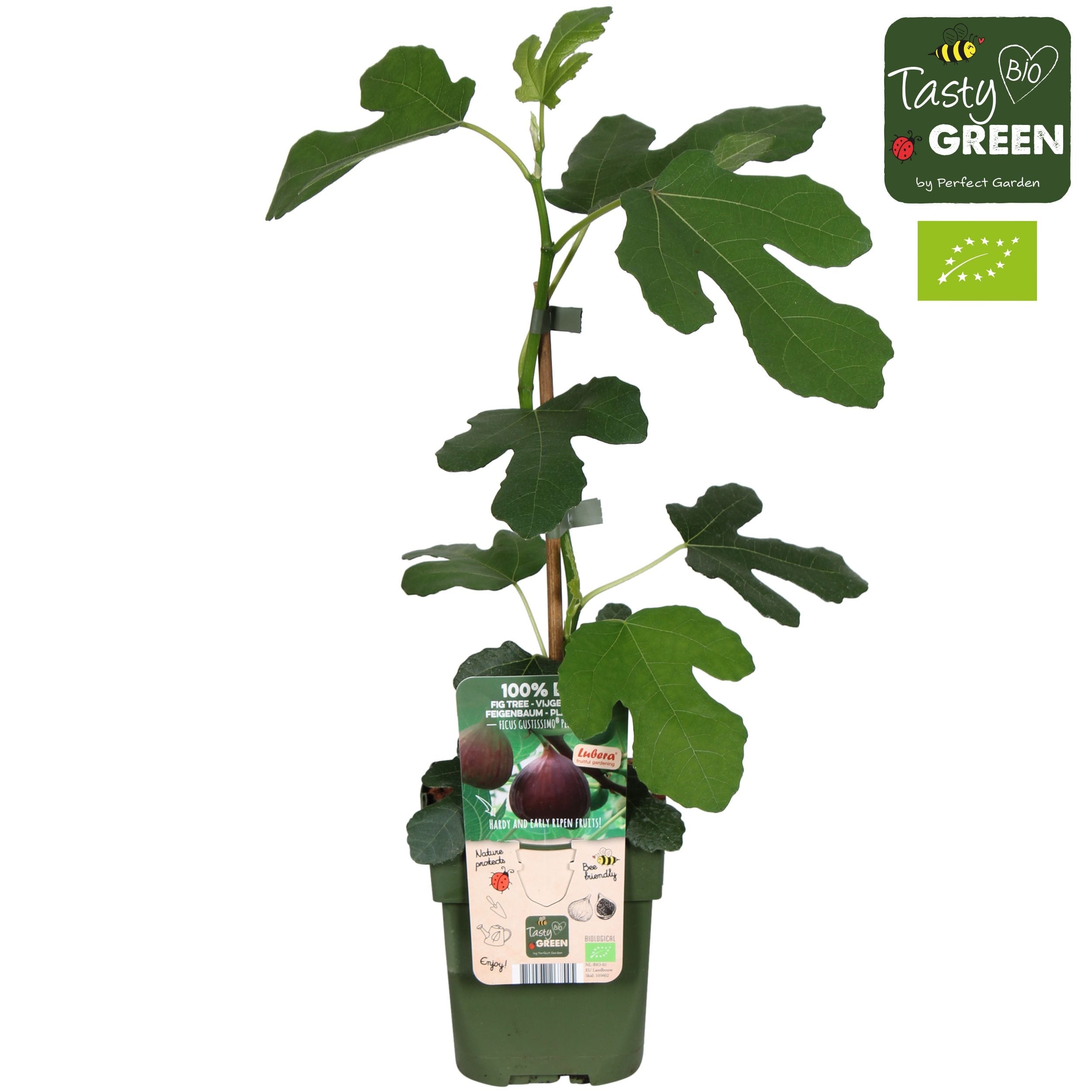 Smochin - Ficus carica 'Gustissimo Perretta' (crescut 100% biologic)