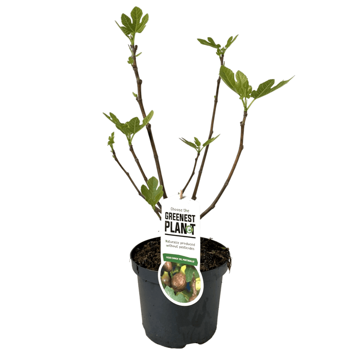 Ficus carica 'Lungo Del Portogallo'