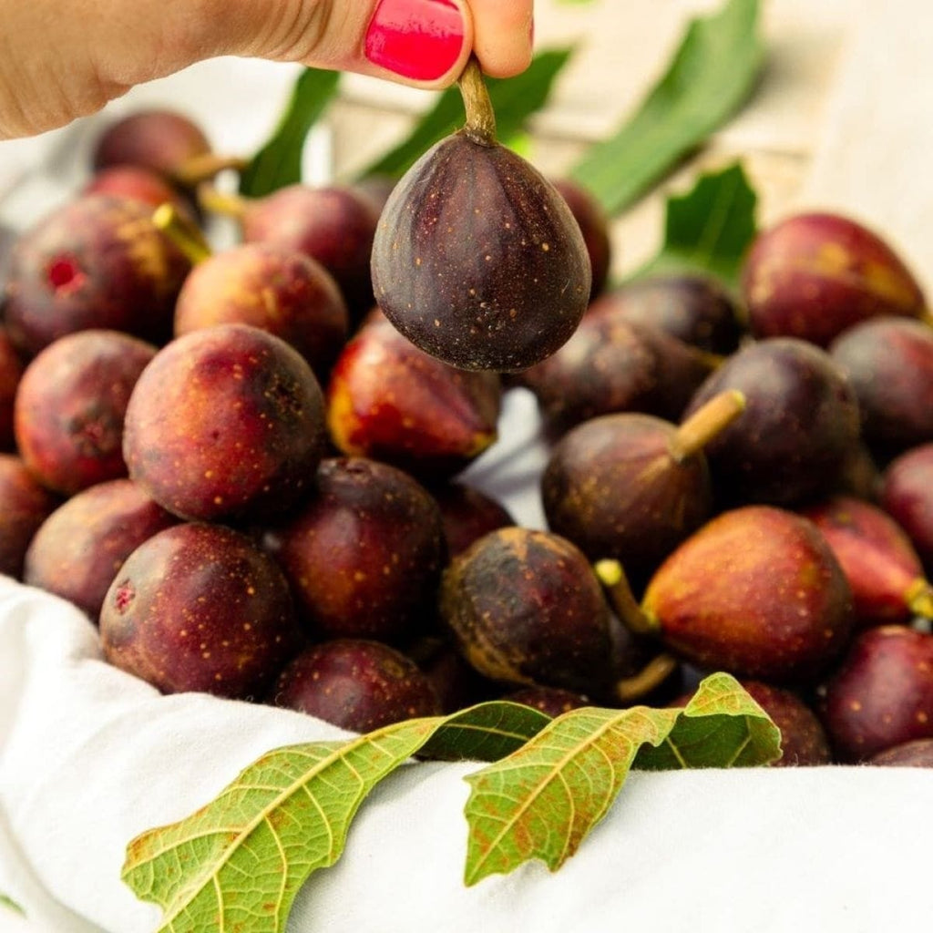 Smochin compact - Ficus carica 'Little Miss Figgy' (Ficus carica 'Majoam')