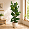 Ficus benghalensis Roy +2 rostliny/květináč