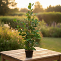 Ficus microcarpa ‘Moclame’