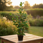 Ficus microcarpa ‘Moclame’