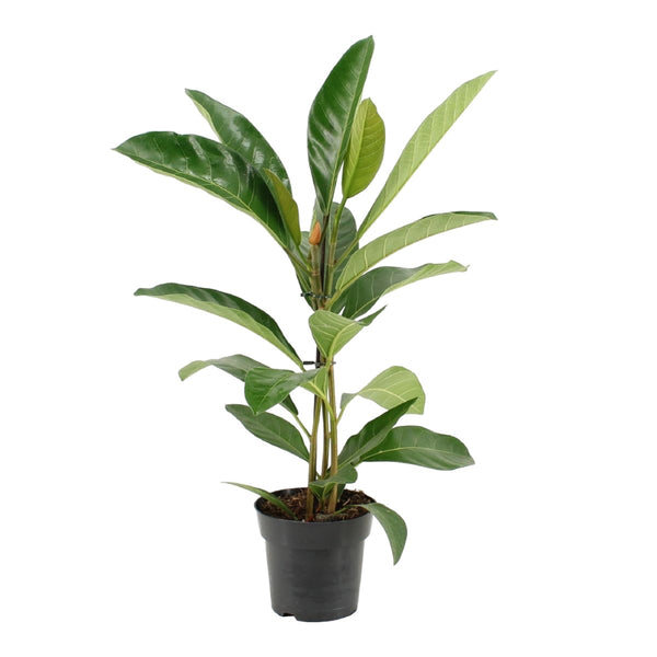 Ficus benghalensis Roy +2 Pflanzen/Topf