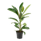 Ficus benghalensis Roy +2 plante/ghiveci