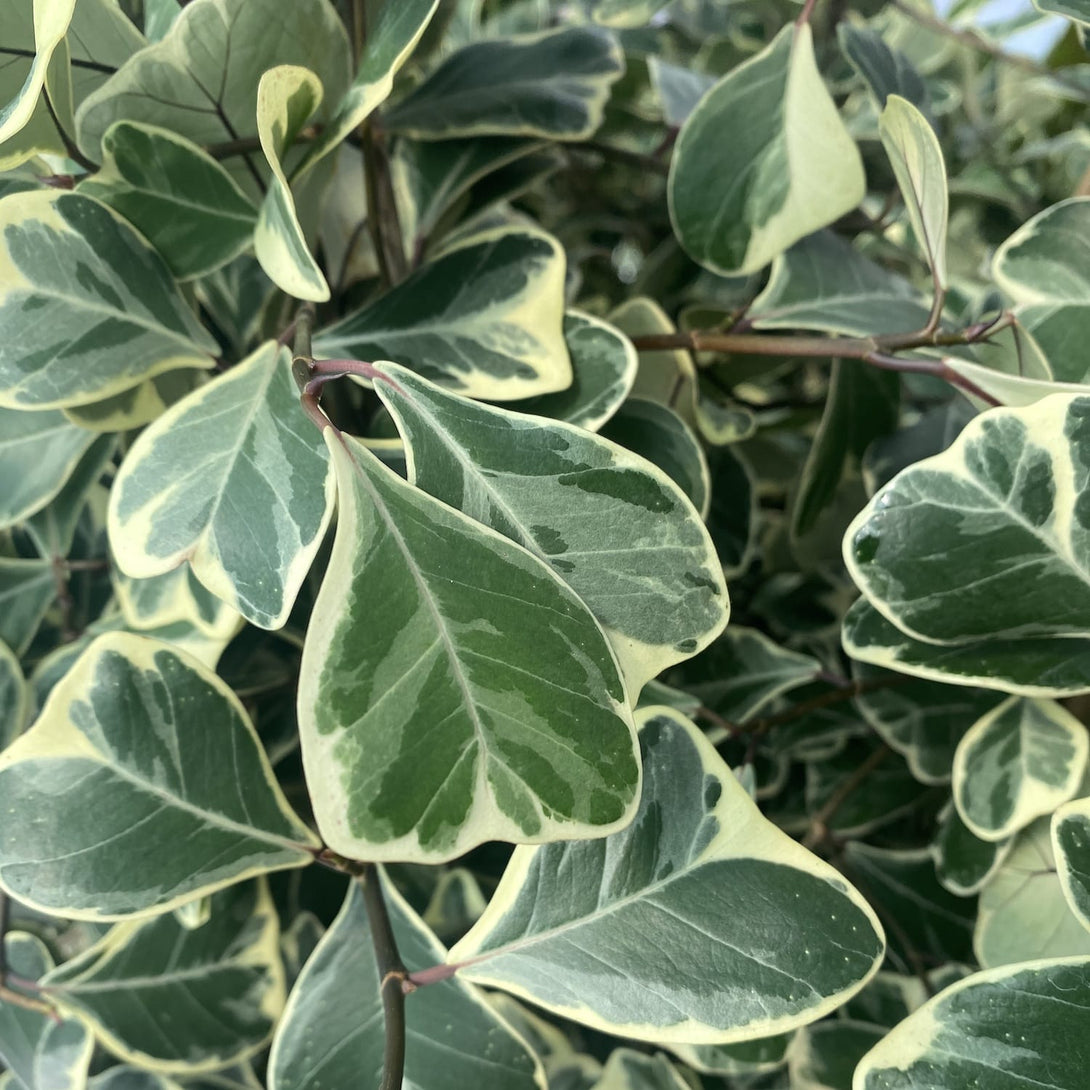 Ficus triangularis Sweetheart variegata 