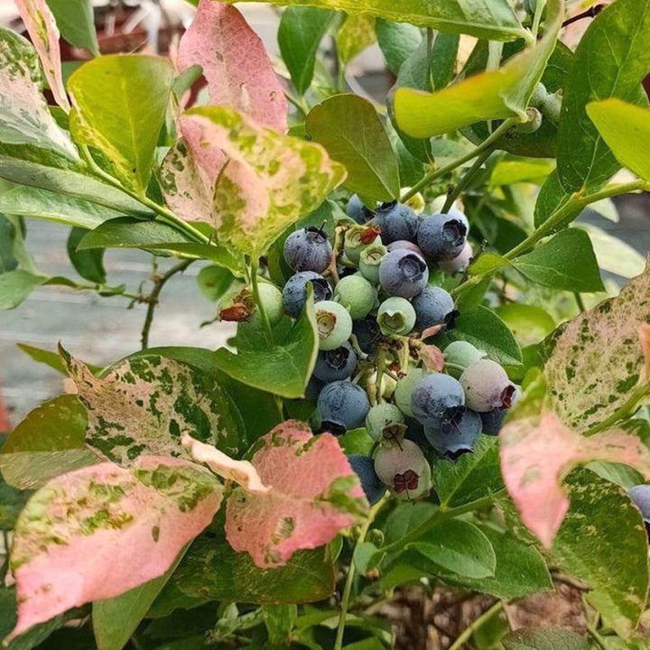 Afin variegat - Vaccinium corymbosum 'Flamingo'