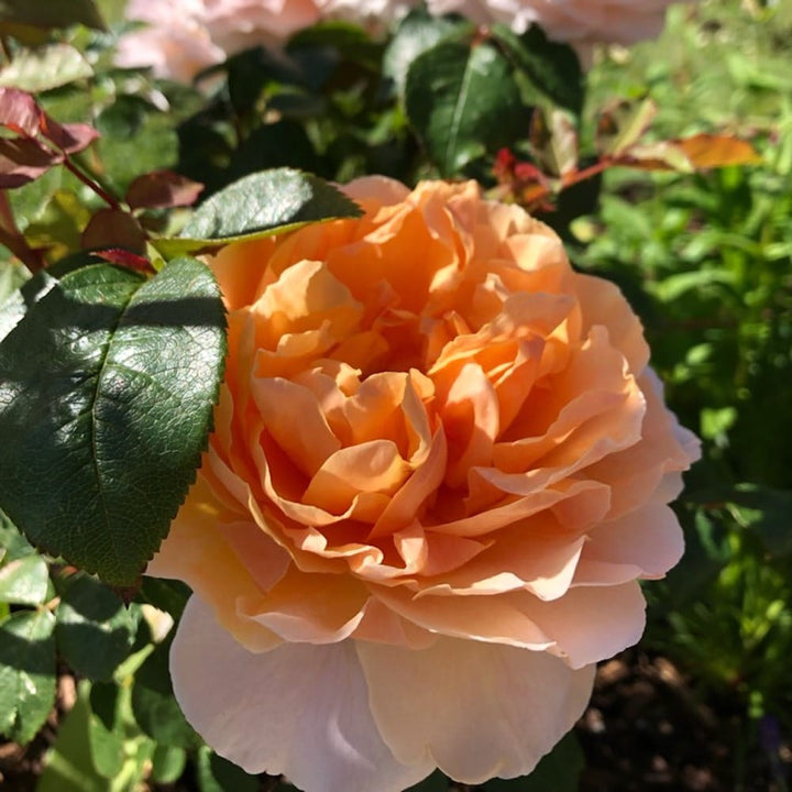 Rosa 'Floriana'