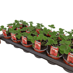 Jahoda remontantní - Fragaria x ananassa 'Senga Segana' - velmi aromatické plody