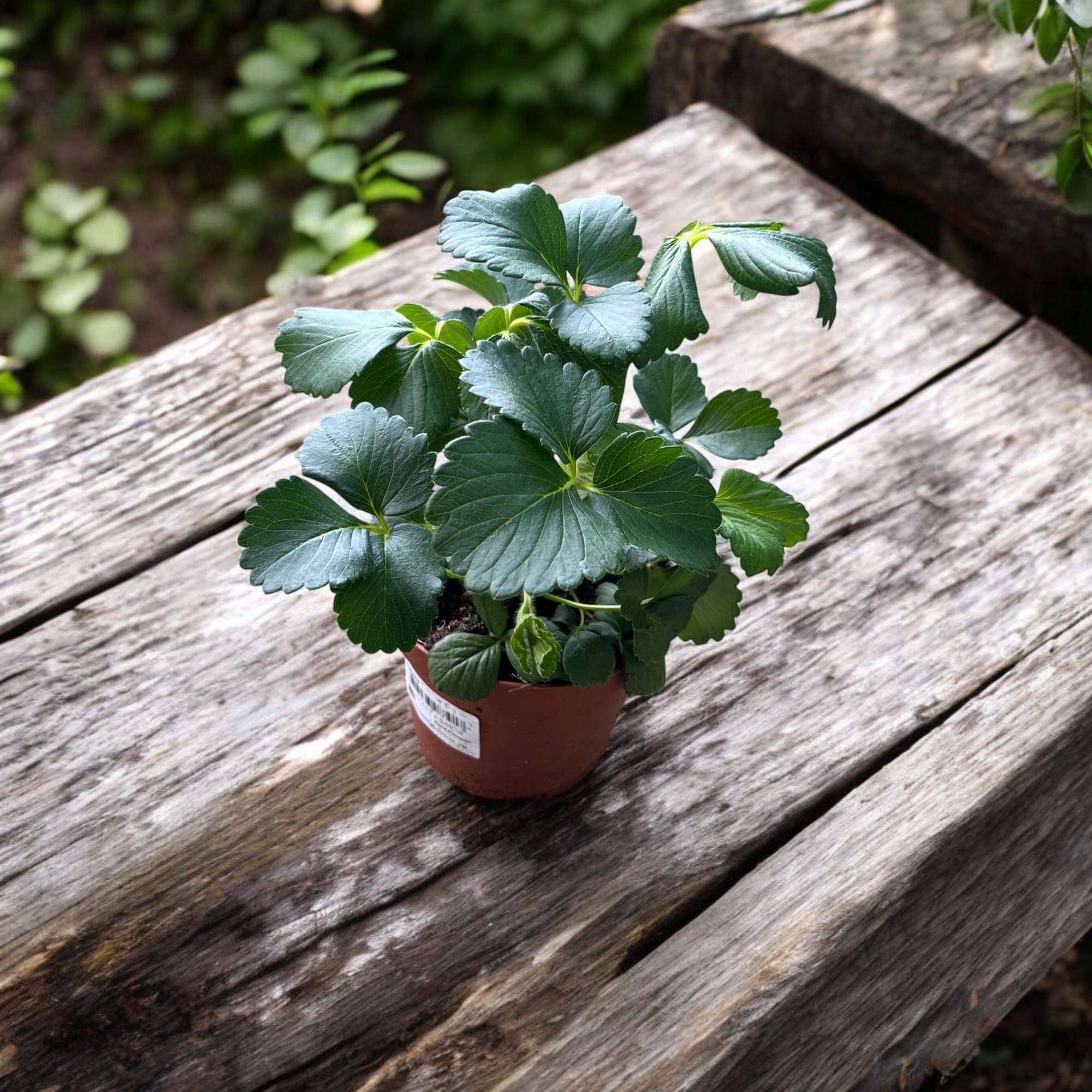 Capsun remontant - Fragaria × ananassa 'Toscana' (Everbearing Strawberry)