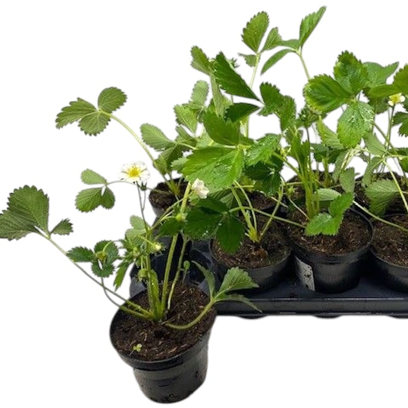 Capsun remontant - Fragaria x ananassa 'Delician F1' (Aardbei)