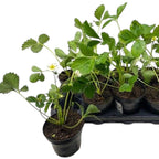 Capsun remontant - Fragaria x ananassa 'Delician F1' (Aardbei)