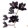 Fredclarkeara After Dark 'SVO Black Pearl' FCC/AOS - Fragrant black orchid