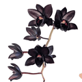 Voňavá čierna orchidea - Fredclarkeara After Dark 'SVO Black Pearl' FCC/AOS