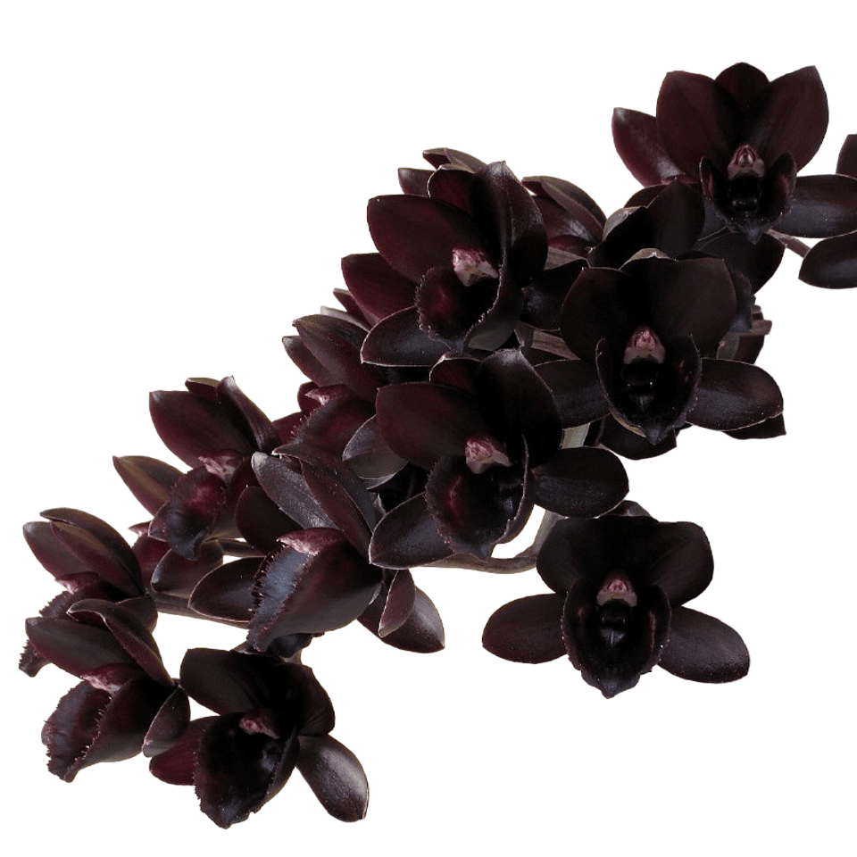 Orhidee neagra parfumata - Fredclarkeara After Dark 'SVO Black Pearl' FCC/AOS