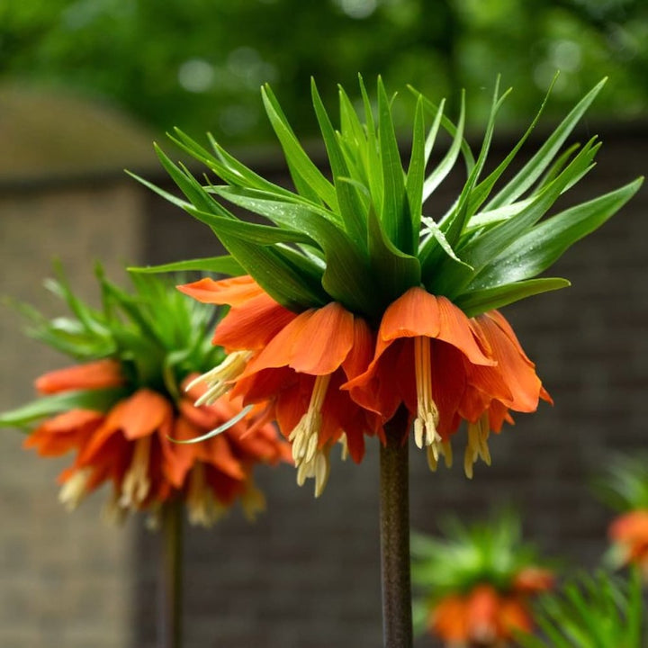 Fritillaria imperialis 'Aurora' (Laleaua imparatului)