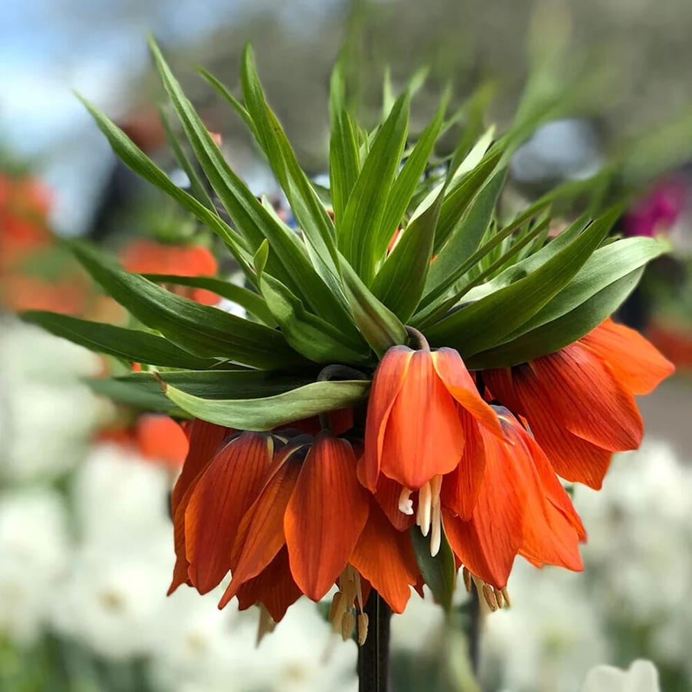 Fritillaria imperialis 'Aurora' (Orange) - Laleaua imparatului portocalie