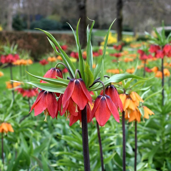 Fritillaria imperialis 'Rubra'