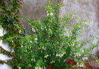 Fuchsia 'Hawkshead'- cercelus de gradina