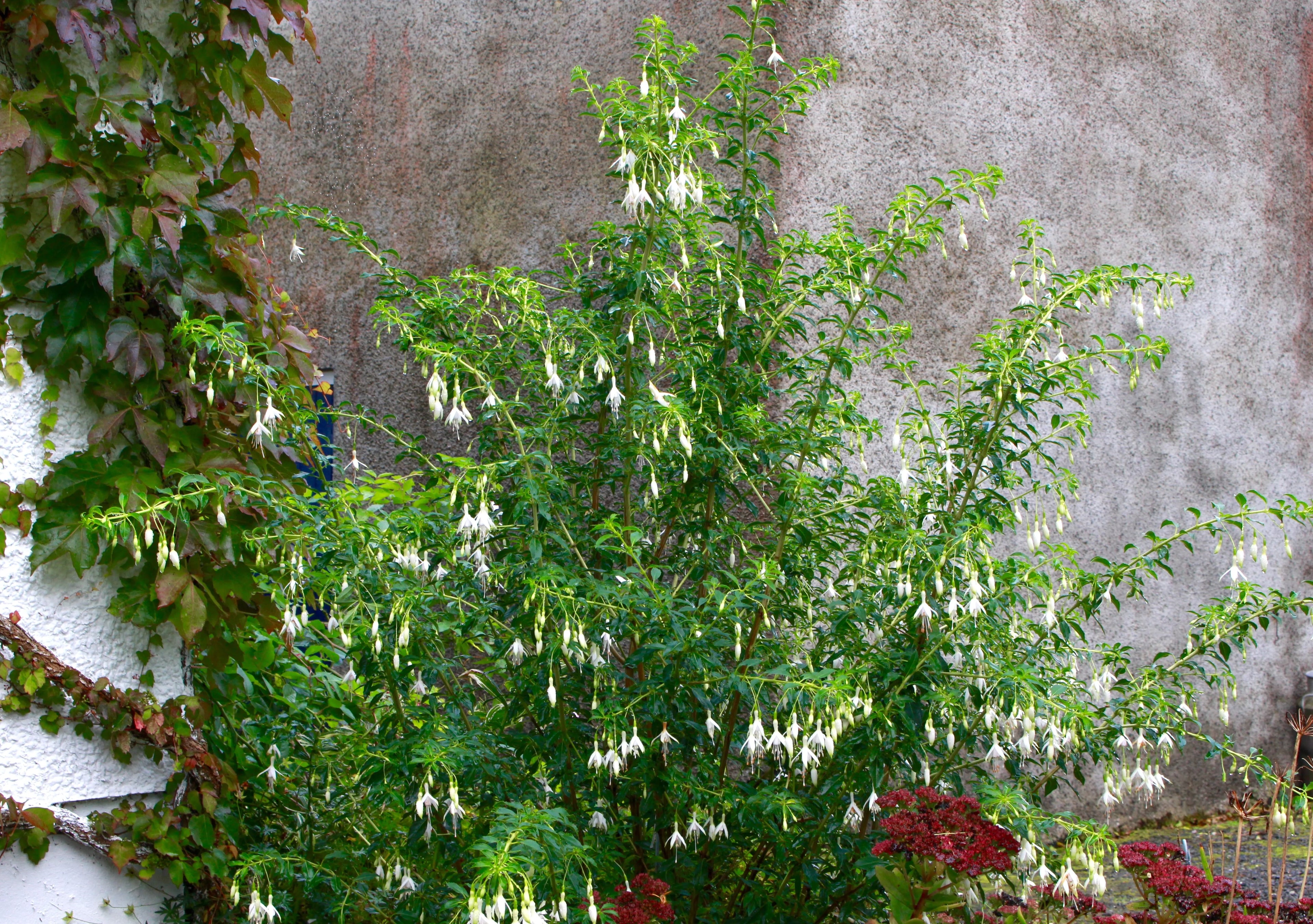 Fuchsia 'Hawkshead'- cercelus de gradina