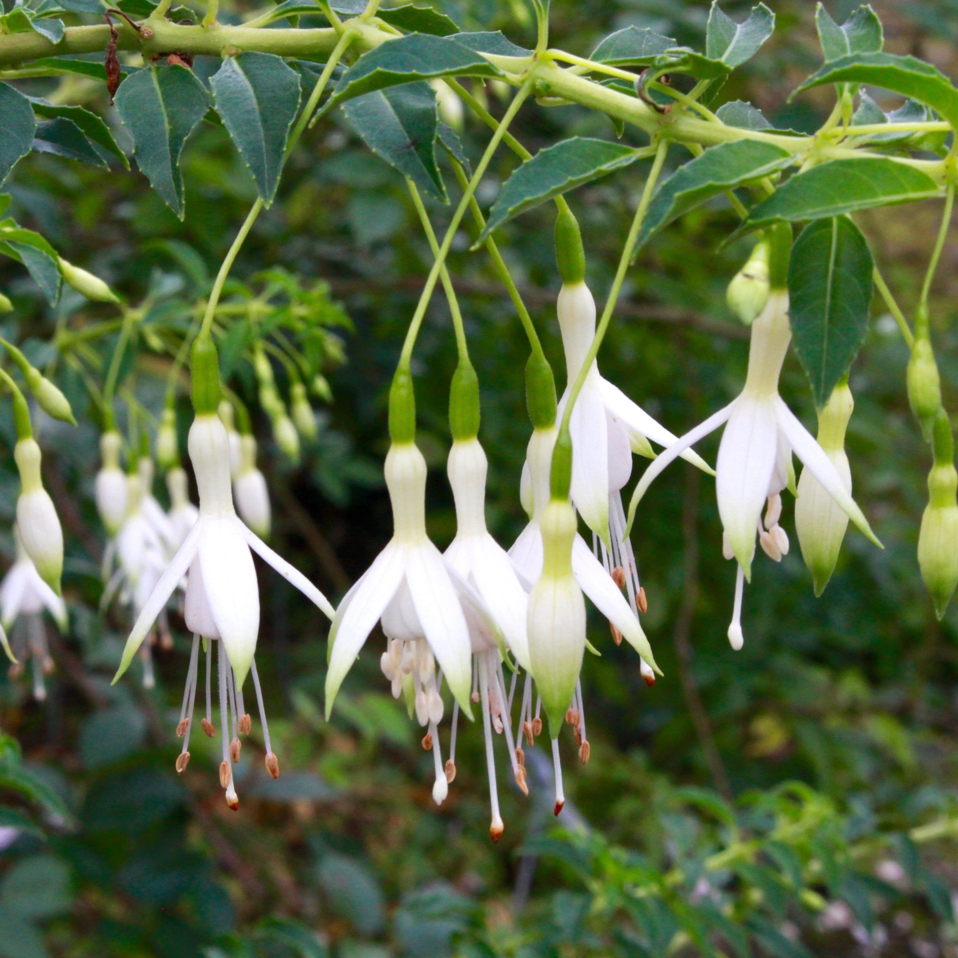 Fuchsia 'Hawkshead'- cercelus de gradina