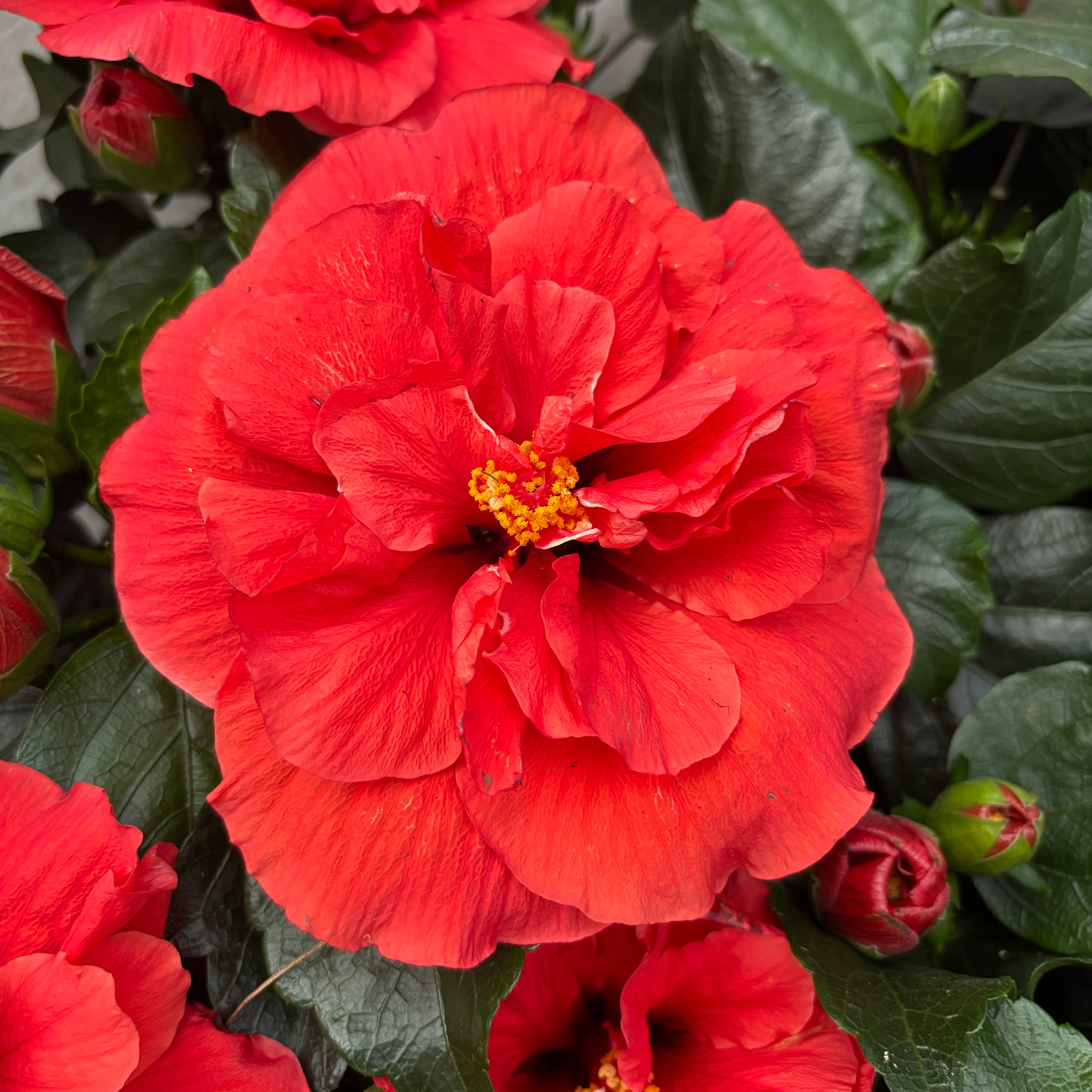Hibiscus Adonicus 'Double Orange'- flori duble XL (2-3 plante