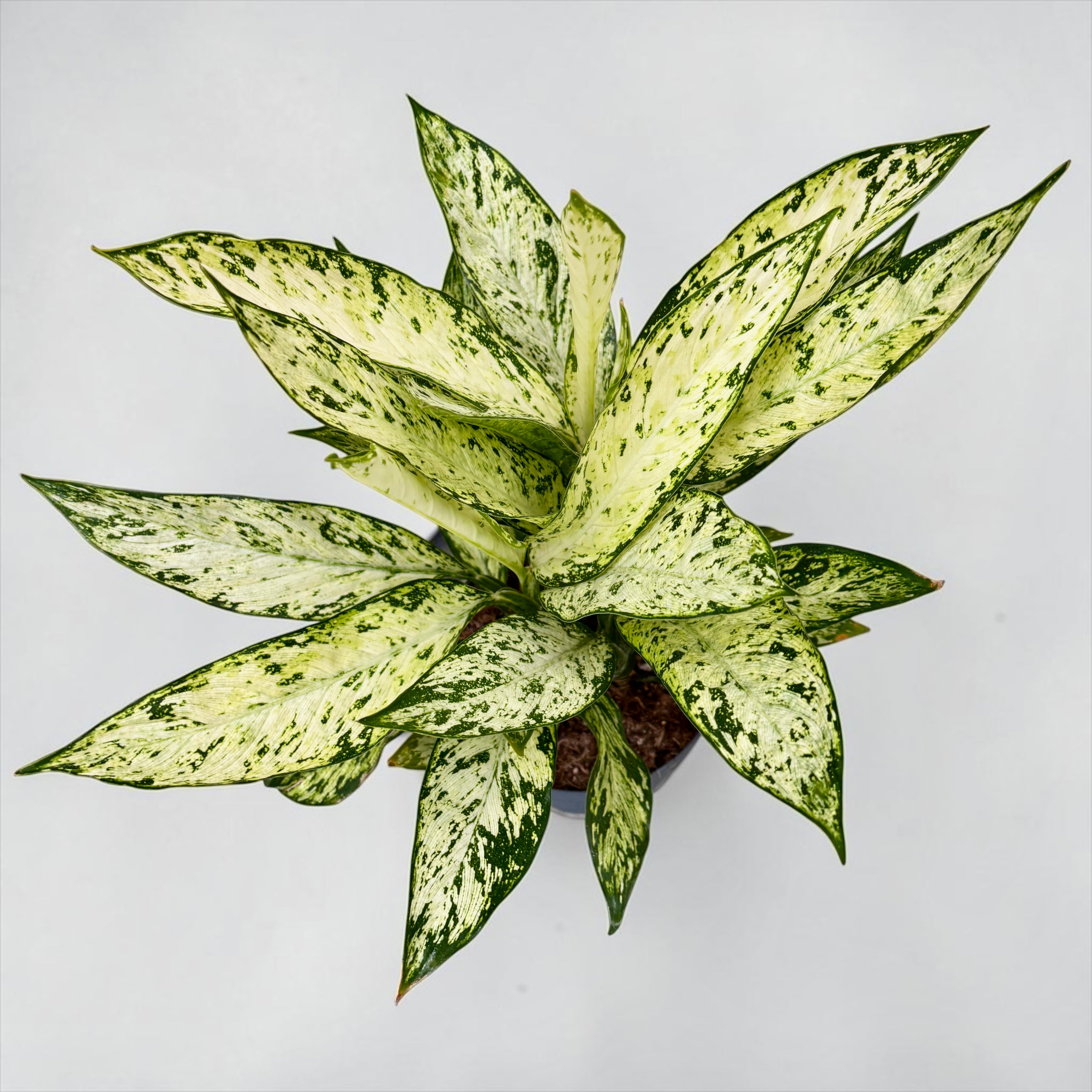 Dieffenbachia Vesuvius