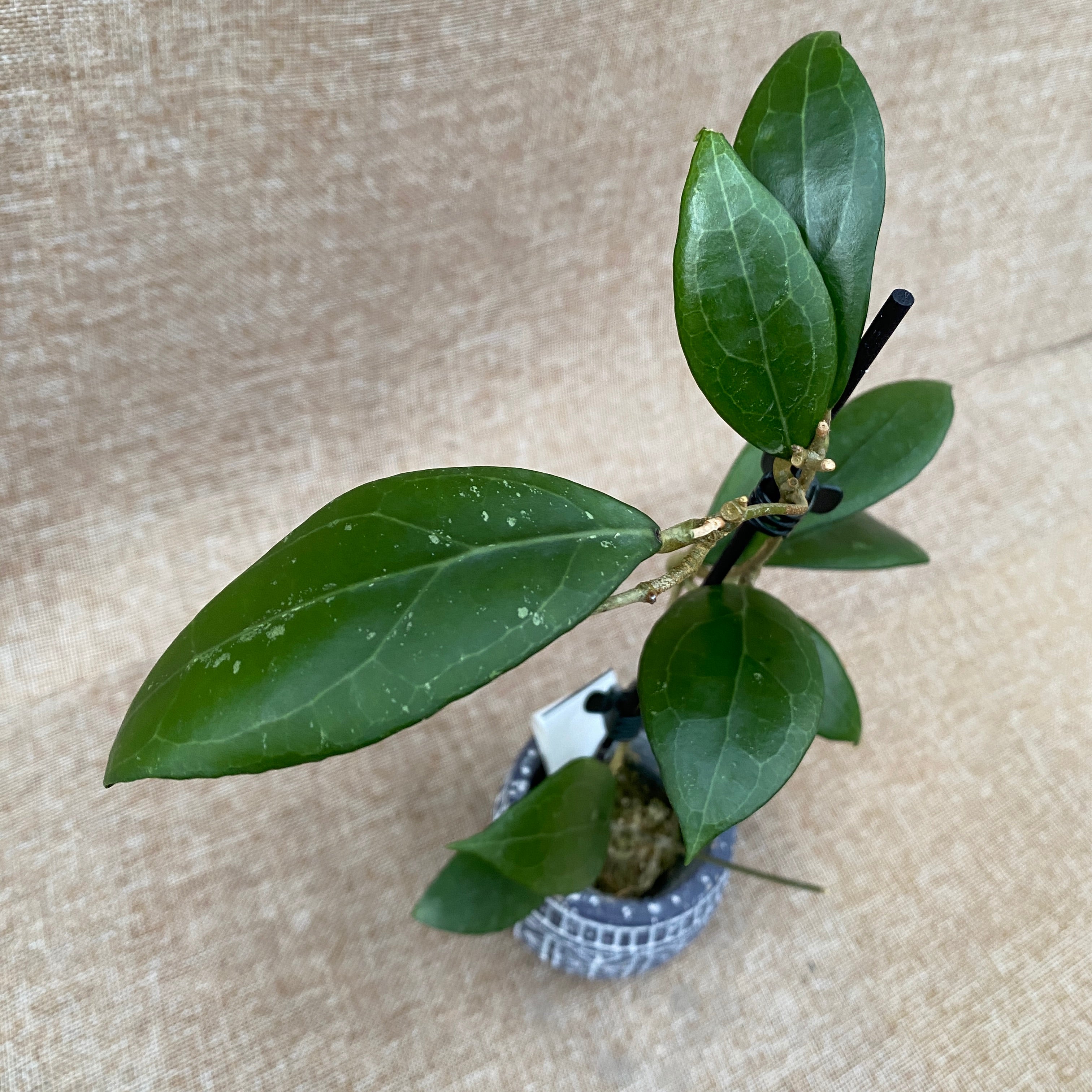 Hoya erythrostemma 'ut 048'