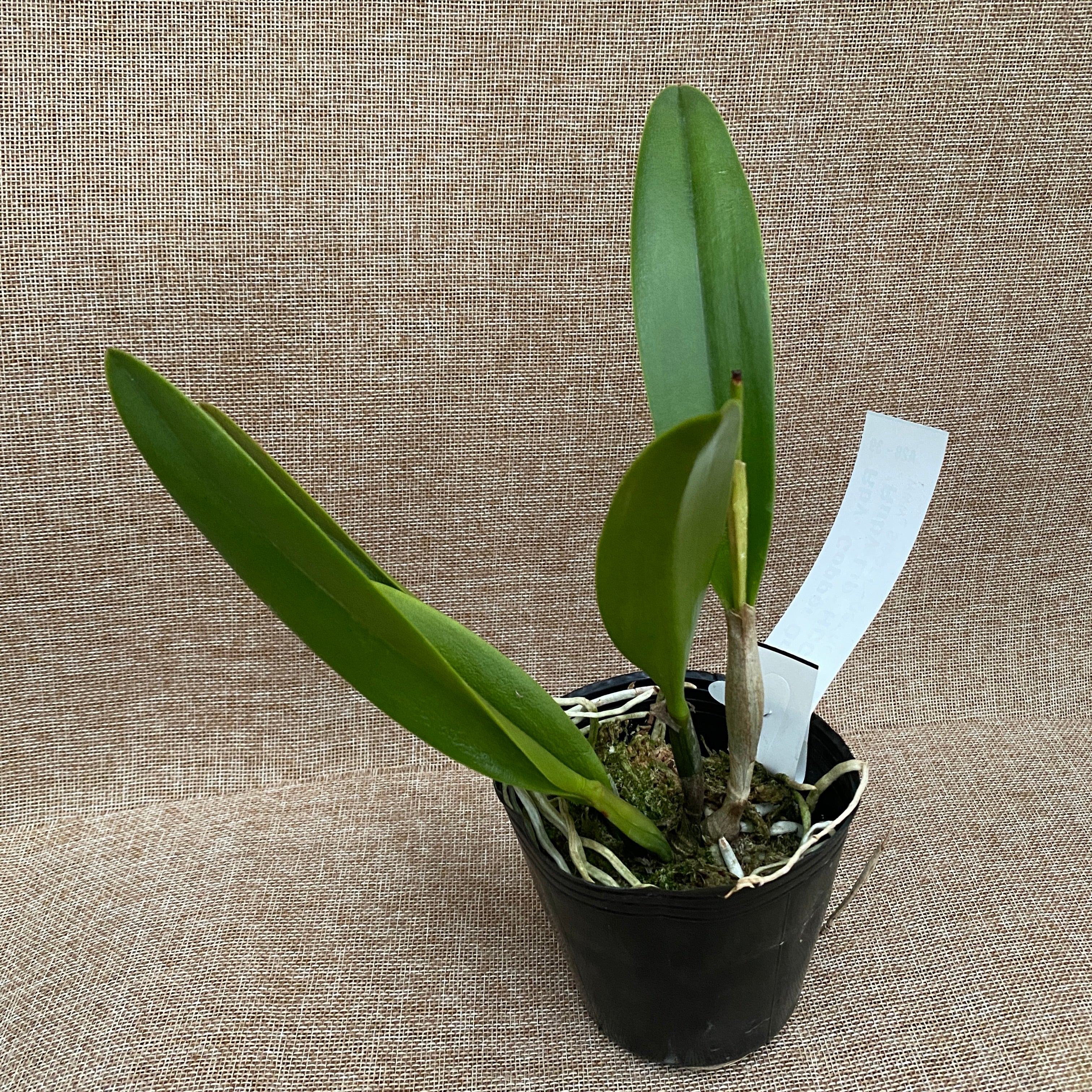 Rby. Copper Queen 'Ruby Lip' HCC/AOS *parfumata