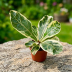 Ficus lyrata ‘Variegata’ - ficus rar cu frunze mari si variegatie spectaculoasa