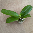 Phalaenopsis I-Hsin Samuel pelorica