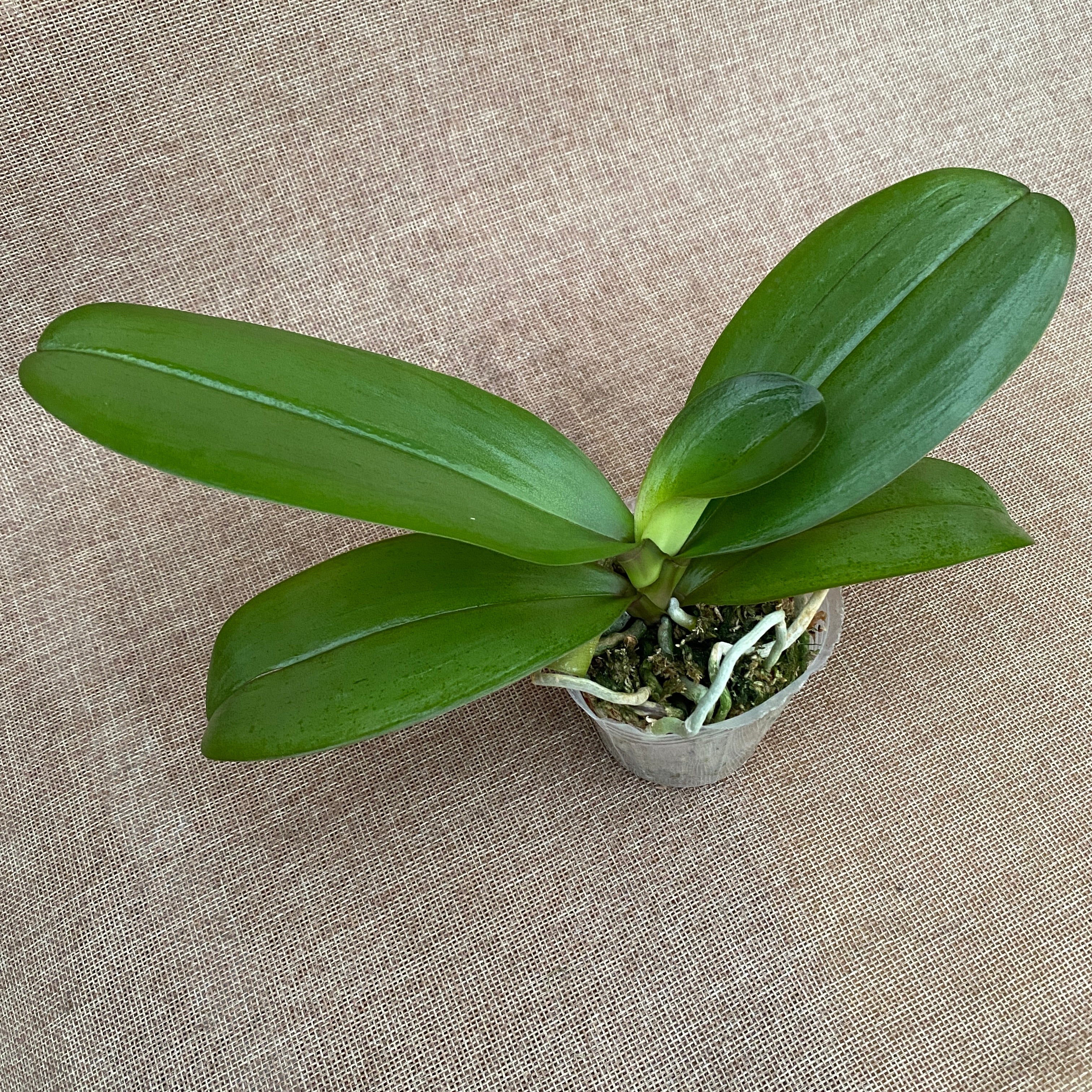 Phalaenopsis I-Hsin Samuel pelorica