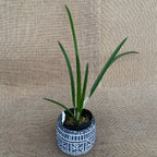 Brassavola cordata (sin. Brassavola subulifolia) *profumata