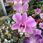 Dendrobium Phalaenopsis Frühlingseklipse