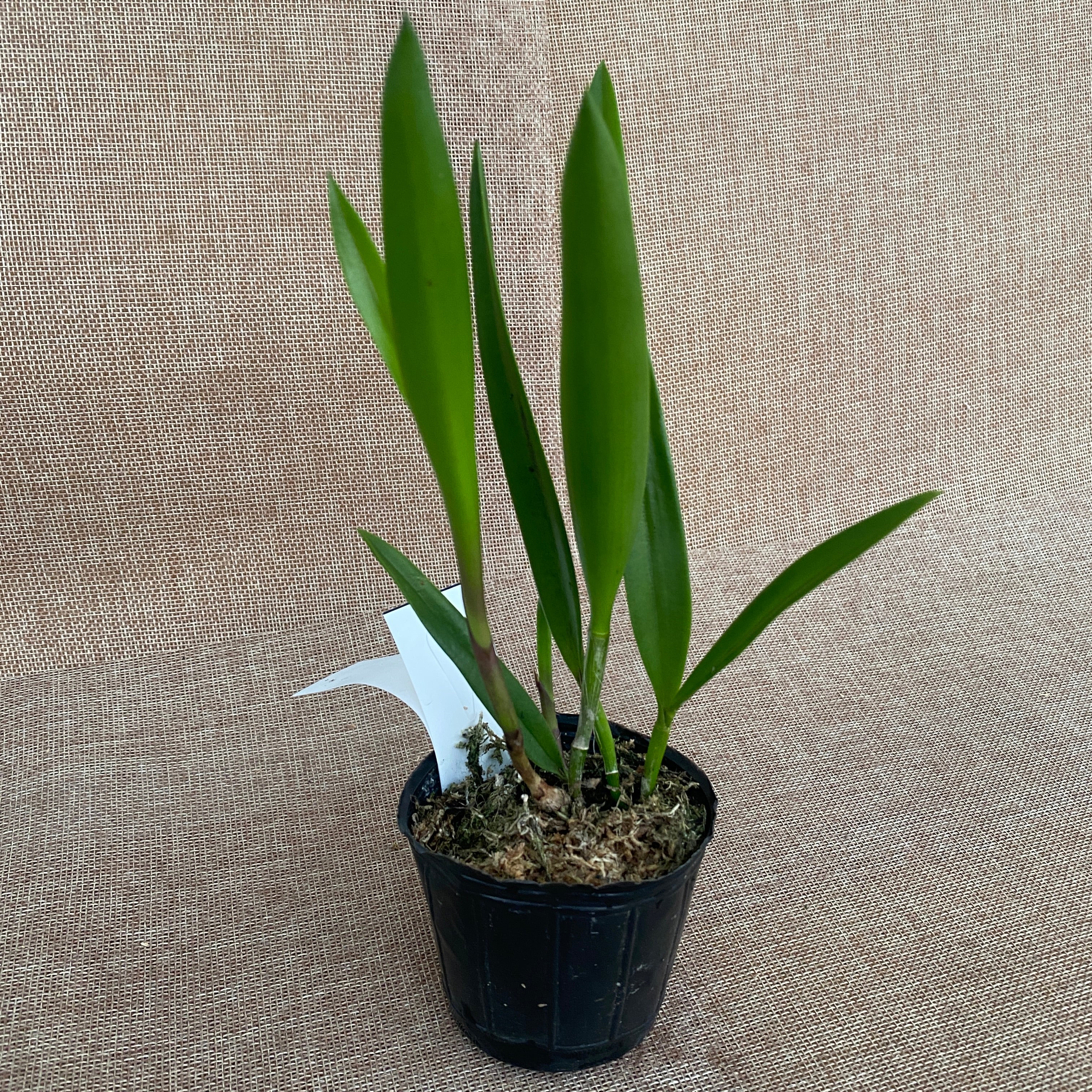 Bc. Star Ruby 'Xanadu' doftande