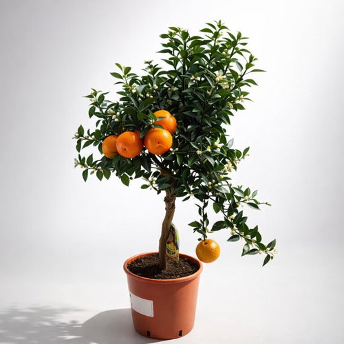 Citrus aurantium var. Myrtifolia - Chinotto  Secret Garden Plant Shop