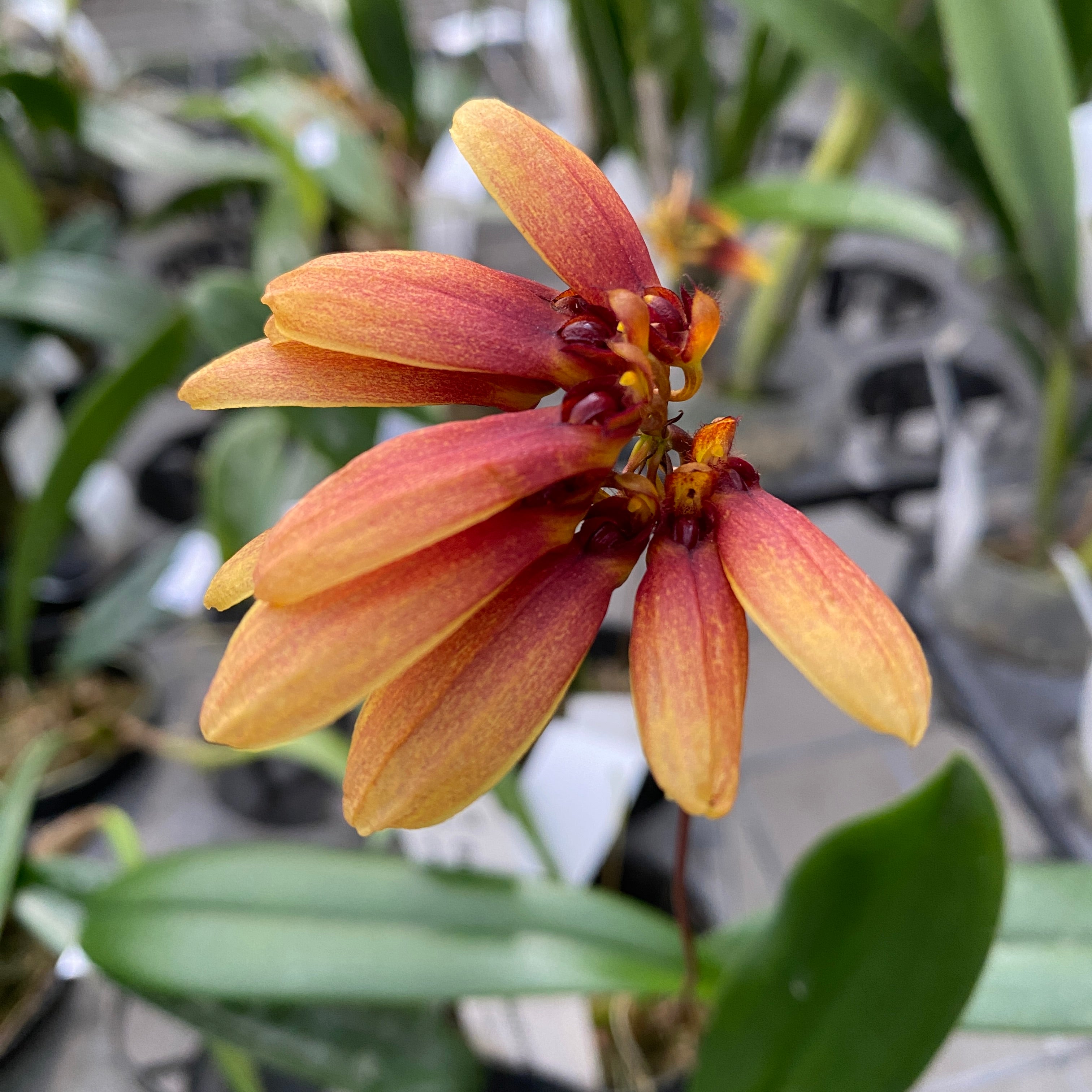 Bulbophyllum masterianum