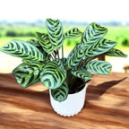 Ctenanthe burle marxii 'Amabilis' (green leaves)