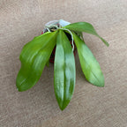 Phalaenopsis Almanis '3045' (mannii × tetraspis)